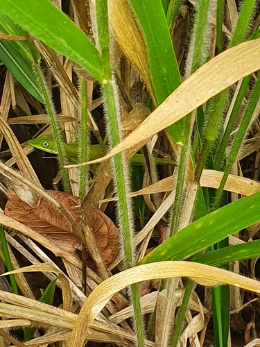 Pedernales Green Anole, Anolis chlorodius
