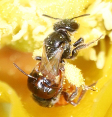 Macrotera