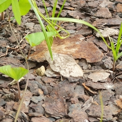 Anticarsia gemmatalis