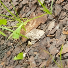 Anticarsia gemmatalis