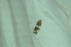 Pseudosciaphila duplex