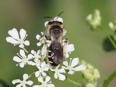 Andrena proxima