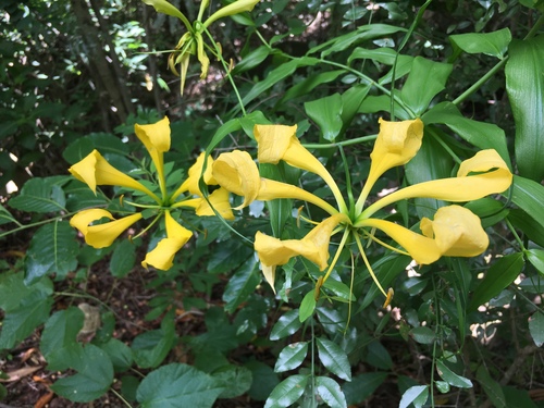 Gloriosa superba image