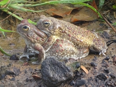 Sclerophrys pentoni