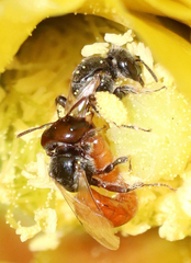 Macrotera
