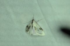 Cliniodes ostreonalis