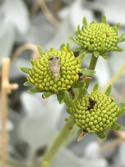 Euarestoides acutangulus