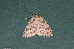 Pseudocoremia rudisata