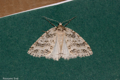 Pseudocoremia rudisata