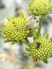 Euarestoides acutangulus