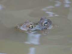 Sclerophrys pentoni