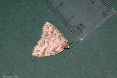 Pseudocoremia rudisata