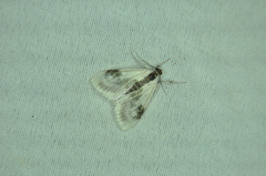 Cliniodes ostreonalis