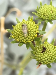 Euarestoides acutangulus