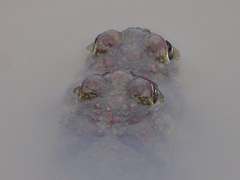 Sclerophrys pentoni