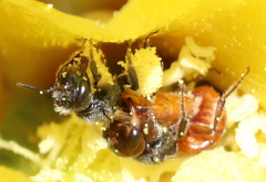 Macrotera