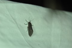 Virbia laeta