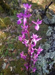 Orchis mascula laxifloriformis