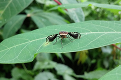 Cleitamia astrolabei