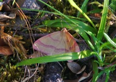 Rhodostrophia calabra