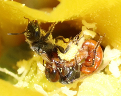 Macrotera
