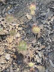 Leptosiphon ciliatus
