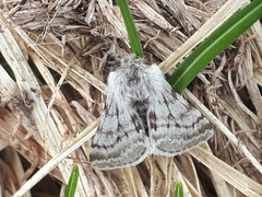 Lycia alpina