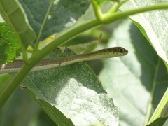 Psammophis afroccidentalis