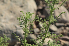 Hedosyne ambrosiifolia
