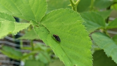Agrilus ruficollis
