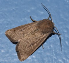 Mythimna sicula