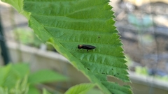 Agrilus ruficollis