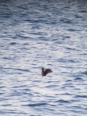 Histrionicus histrionicus