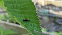 Agrilus ruficollis