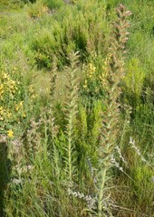 Echium flavum