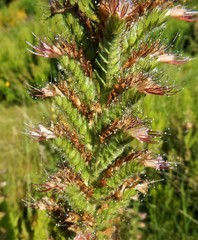 Echium flavum
