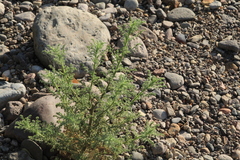 Hedosyne ambrosiifolia