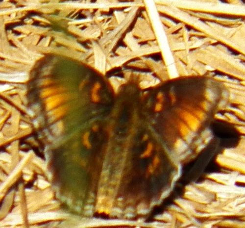 Pearl Crescent, Sequoyah County, OK, USA, photo 7 of 10