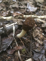 Verpa bohemica
