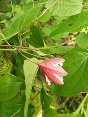 Passiflora rubra