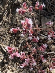 Sidotheca emarginata