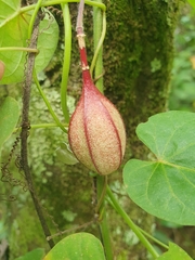 Passiflora rubra