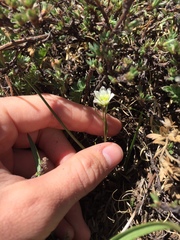 Gagea serotina