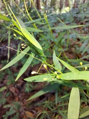 Dichanthelium patulum