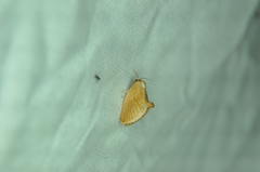 Tortricidia testacea