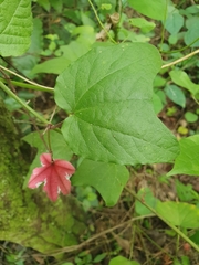 Passiflora rubra