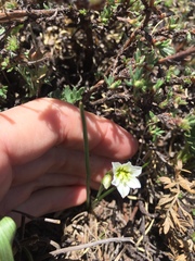 Gagea serotina
