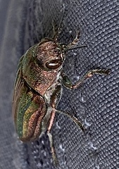 Buprestis striata