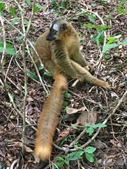 Eulemur rufifrons