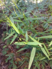 Dichanthelium patulum